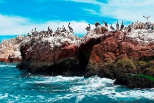 Ballestas-saaret ja Paracasin kansallispuisto koko päivän ajan