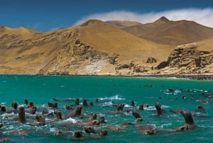 Heldag Ballestasöarna och Paracas nationalreservat