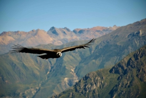 Full-Day Colca Canyon Tour from Arequipa