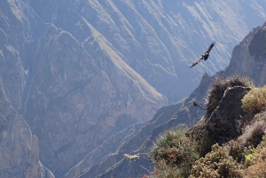 Full-Day Colca Canyon Tour from Arequipa