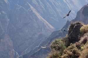 Full-Day Colca Canyon Tour from Arequipa