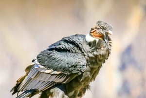 Full-Day Condor Viewpoint & Inca Sites Tour