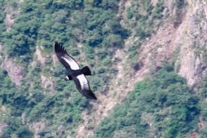 Full-Day Condor Viewpoint & Inca Sites Tour