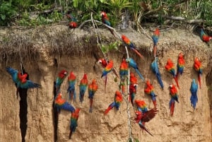Puerto Maldonado || Tambopata papegaaienklei.