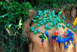 Puerto Maldonado || Tambopata papegaaienklei.