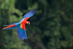 Puerto Maldonado || Tambopata papegaaienklei.