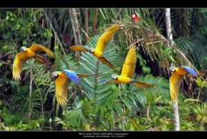 Puerto Maldonado || Tambopata papegaaienklei.