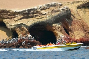 Heldagstur Ballestas-øyene og Paracas nasjonalreservat