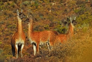 De Arequipa: Excursão de 1 dia ao Canyon do Colca com café da manhã