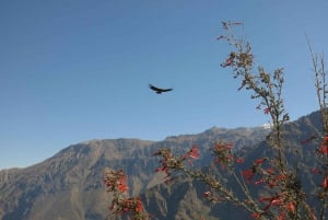 COLCA CANYON HELDAGSTURER