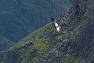 COLCA CANYON HELDAGSTURER