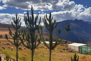 Pełna wycieczka do Świętej Doliny do Cusco z Ollantaytambo