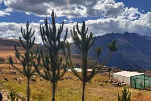 Volledige tour door de Heilige Vallei naar Cusco vanuit Ollantaytambo