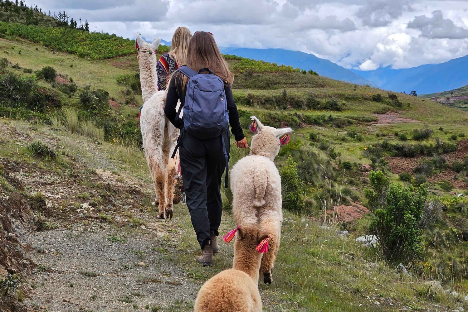 チンチェロでアルパカやラマと一緒に散歩しましょう