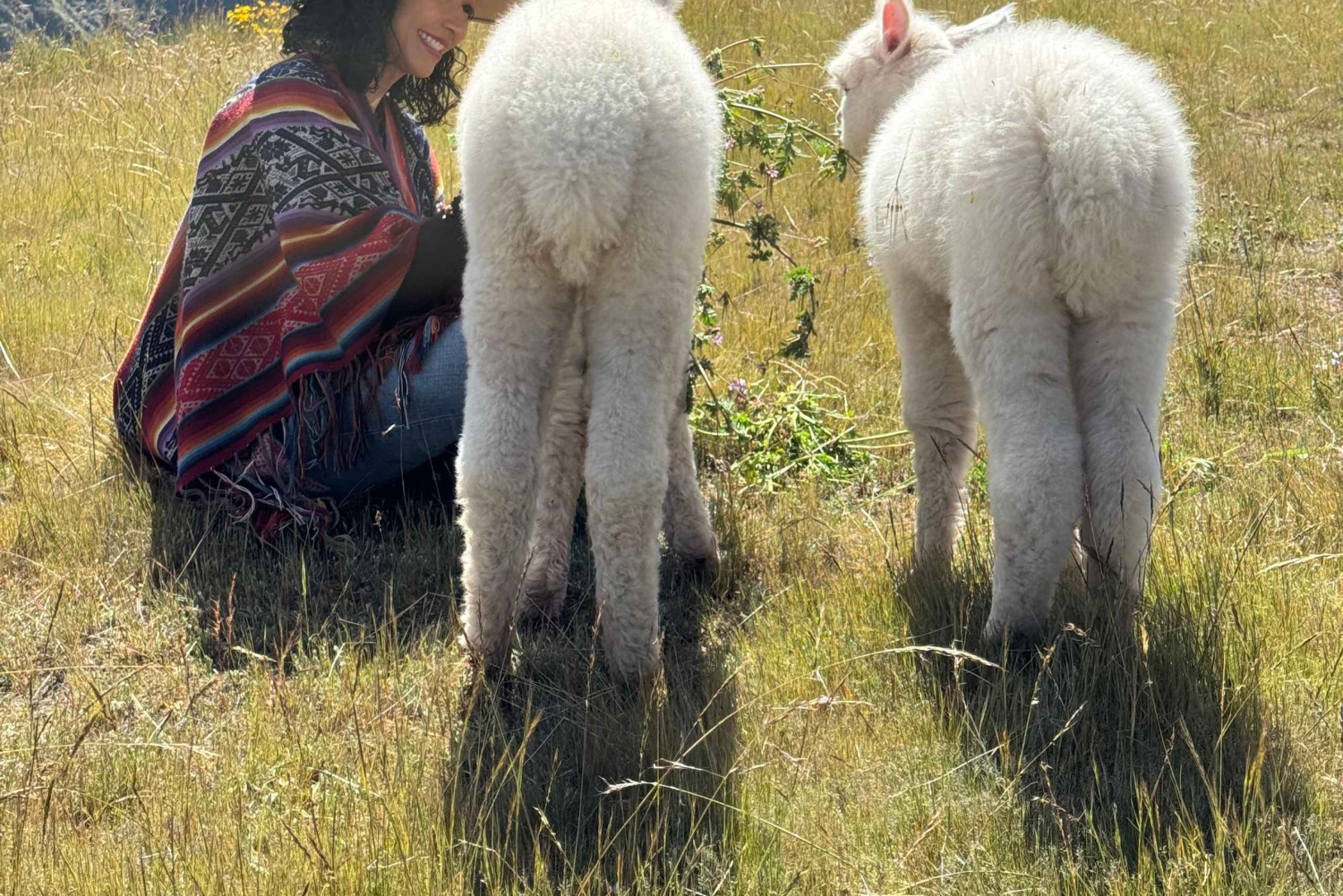 チンチェロでアルパカやラマと一緒に散歩しましょう