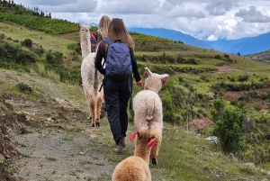 チンチェロでアルパカやラマと一緒に散歩しましょう