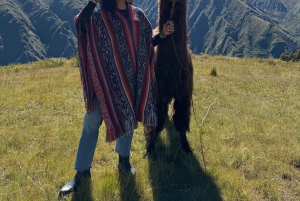 チンチェロでアルパカやラマと一緒に散歩しましょう