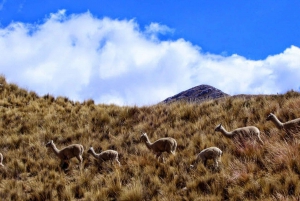 リマ｜Huancaya - 隠れた楽園リトリート