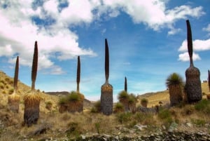 Huaraz - utflukt til Pastoruri-snøene og Puyas Raymondi