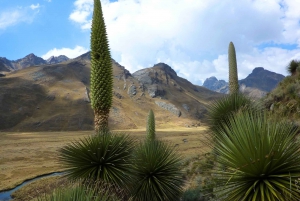 Huaraz: Pastoruri Glacier Day Trip