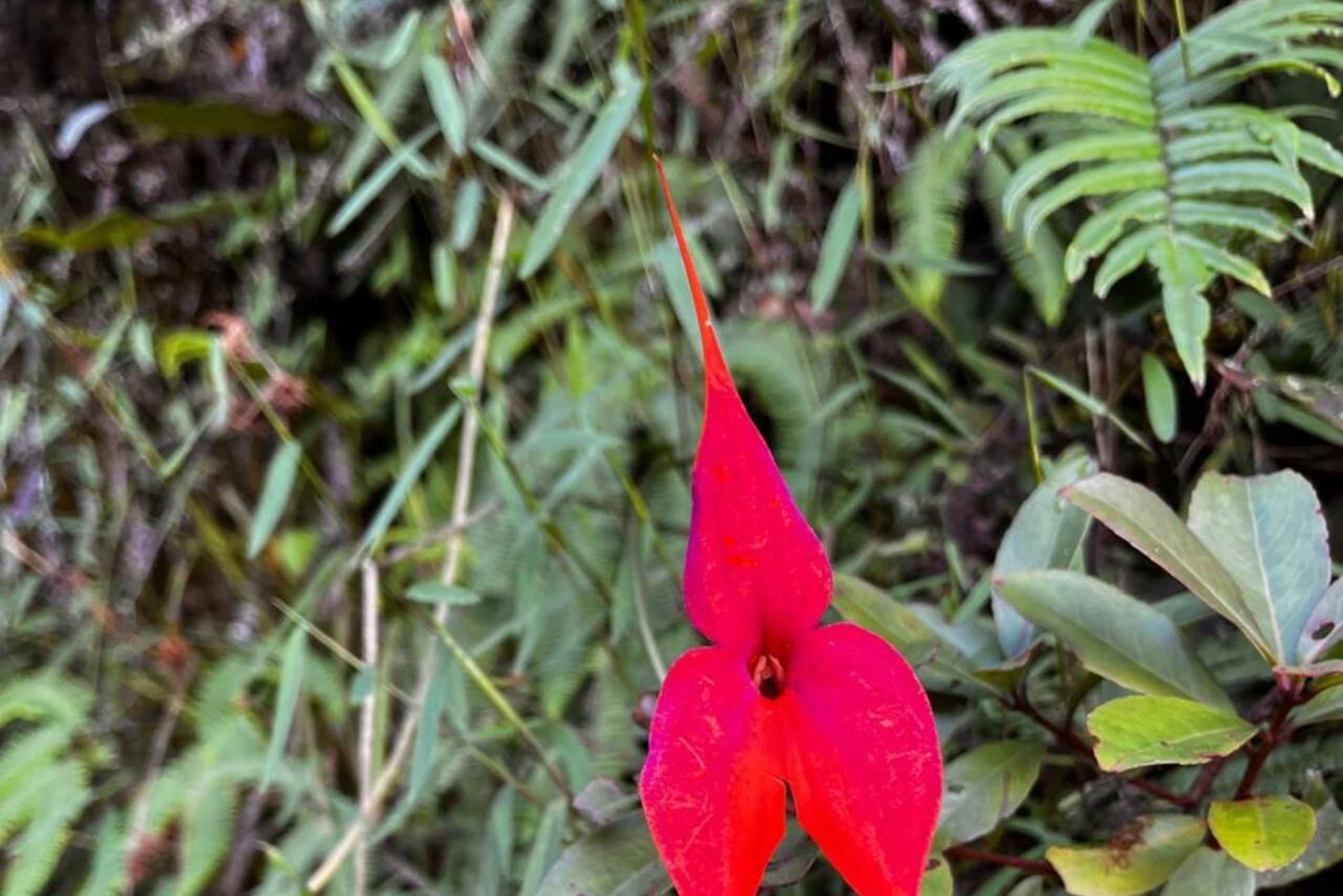 Inträdesbiljett till Huaynapicchu-berget 2026