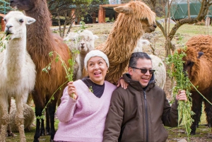 Humantay Lagoon Hike with Real Luxury Domes with Alpacas