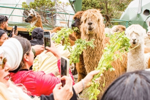Humantay Lagoon Hike with Real Luxury Domes with Alpacas