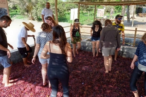 Ica and Huacachina: Wine, pisco and dune buggy ride experience