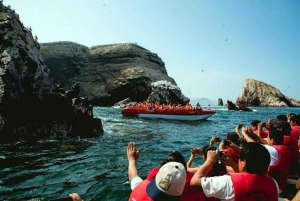 Desde Ica: Tour Islas Ballestas y Paracas - servicio compartido