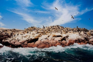 Desde Ica: Tour Islas Ballestas y Paracas - servicio compartido