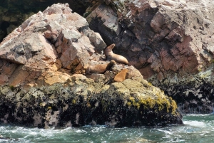 Ica: Full day to the Ballestas Islands and the Paracas National Reserve