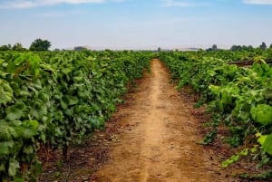 Ica | Huacachina: Vin- och Pisco-vingårdar | provsmakning