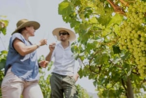 Ica: Ica Wine and Pisco Tour with Tastings