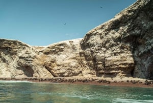 Tour di Ica-Paracas: isole, riserva e ritorno