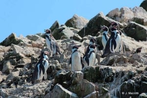 Ica-Paracas Tour: Islands, Reserve & Back