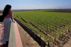 ICA: Strada del Pisco e del Vino con degustazione in 03 cantine