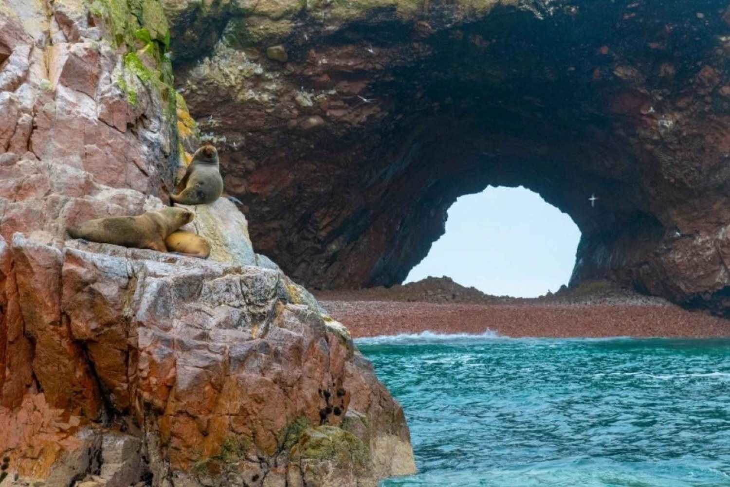 Ica : Petite excursion sur l'île de Ballestas | Lions de mer