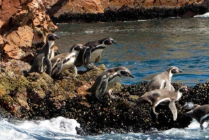 Ica: Lyhyt retki Ballestas-saarelle | Merileijonat |