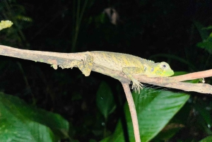 Iquitos: 15-tägige Tour zur Matsés-Kultur und zum Amazonas-Regenwald