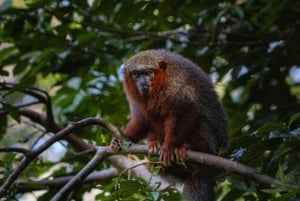 Iquitos: 2-dages ophold på Amazon Lodge med måltider og aktiviteter