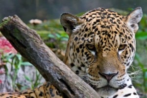 Iquitos: 2-dages ophold på Amazon Lodge med måltider og aktiviteter