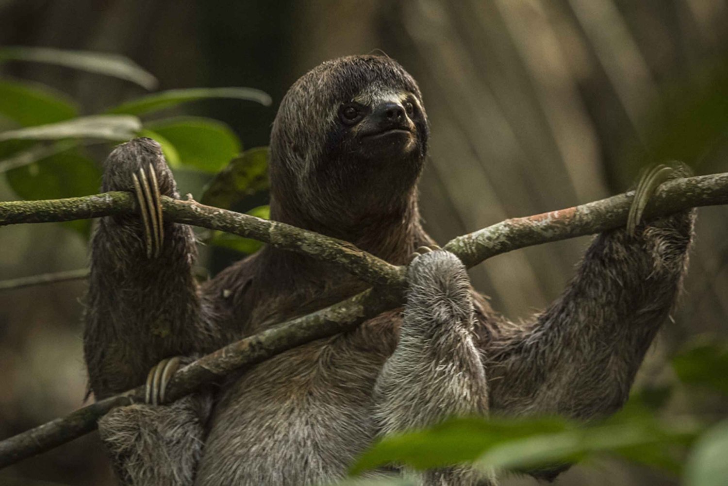 Iquitos: 2 dage og 1-dags guidet tur i Amazonas' jungle