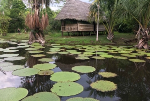 Iquitos: 2 Days and 1 Night Guided Amazon Jungle Tour