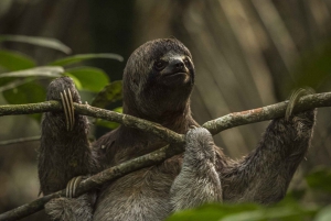 Iquitos: tour guidato della giungla amazzonica di 2 giorni e 1 notte