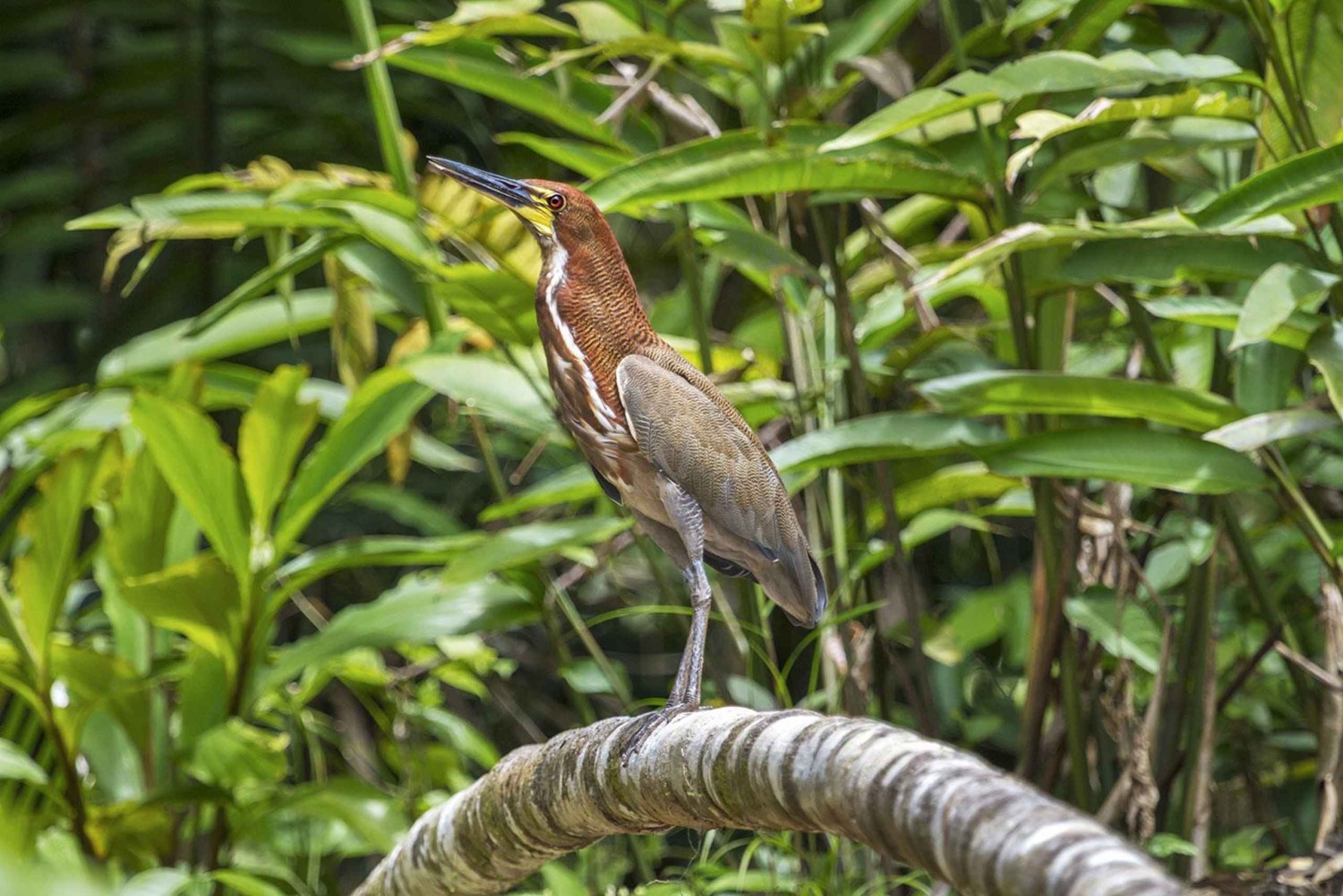 Iquitos: 3-Day Amazon Jungle Adventure with Meals