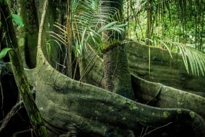 Iquitos: 3-dages Amazonas-jungletur med camping og måltider