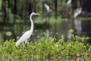 Iquitos: 3-dages Amazonas-jungletur med camping og måltider