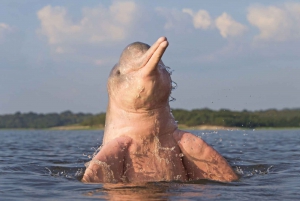 Iquitos: 3 Days and 2 Nights Guided Amazon Jungle Tour