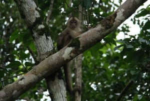Iquitos: 3d2n Djungeltur Pacaya Samiria Nationalreservat