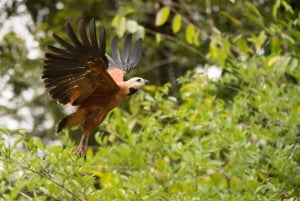 Iquitos : 3d2n Jungle Tour Pacaya Samiria National Reserve